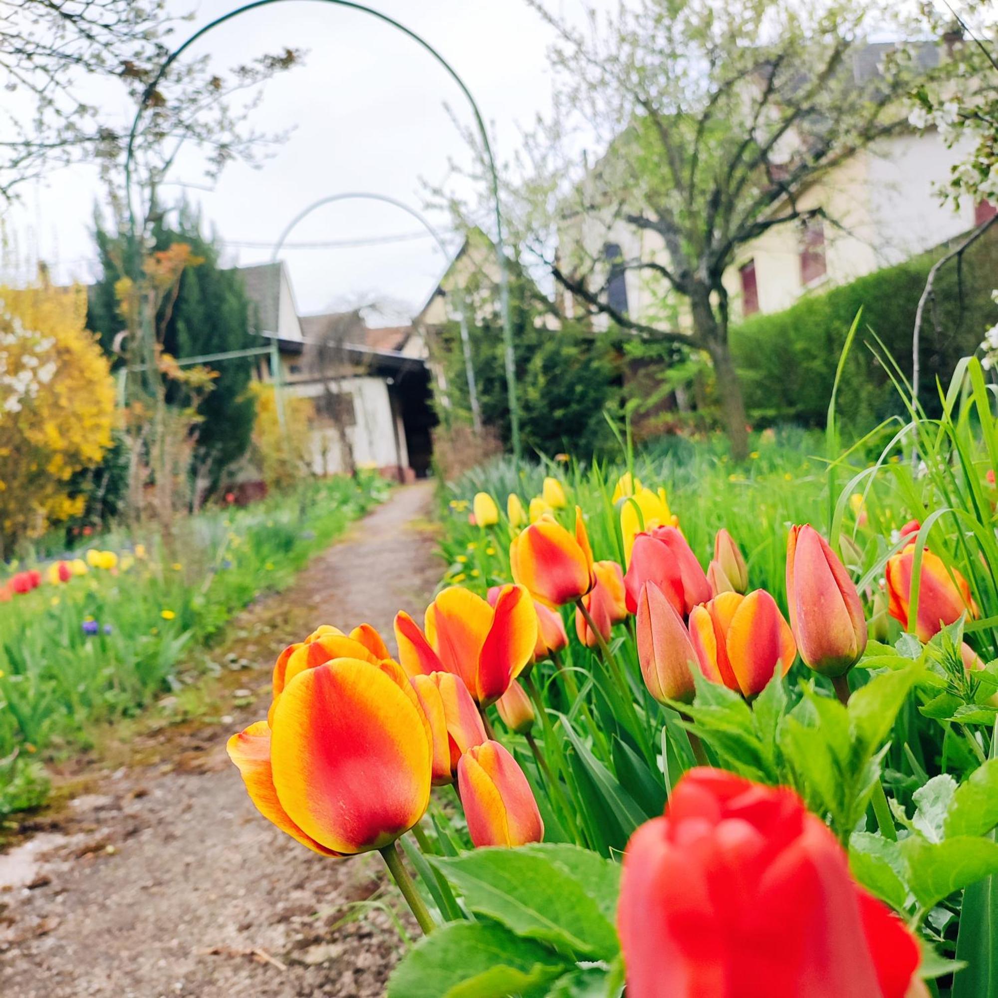 La Maison Flore ! Confort Et Nature Flexbourg Buitenkant foto